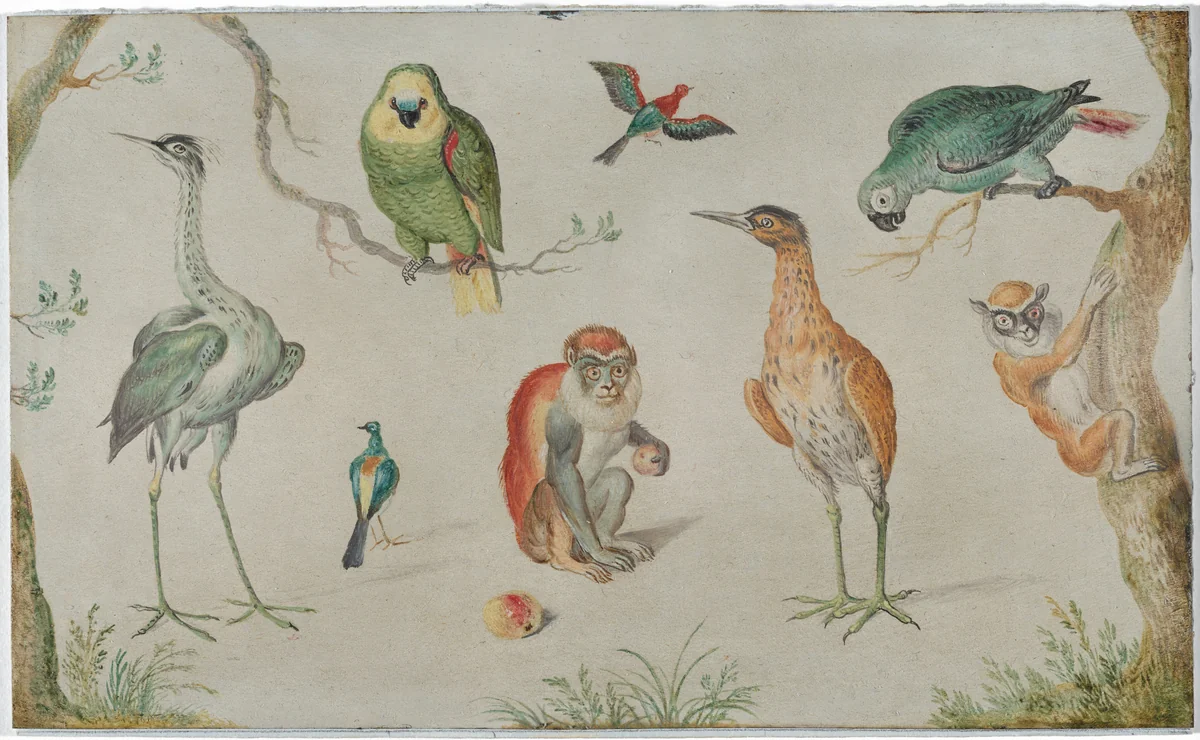 Study of Birds and Monkeys by Jan van Kessel the Elder, painting, 1660-1670