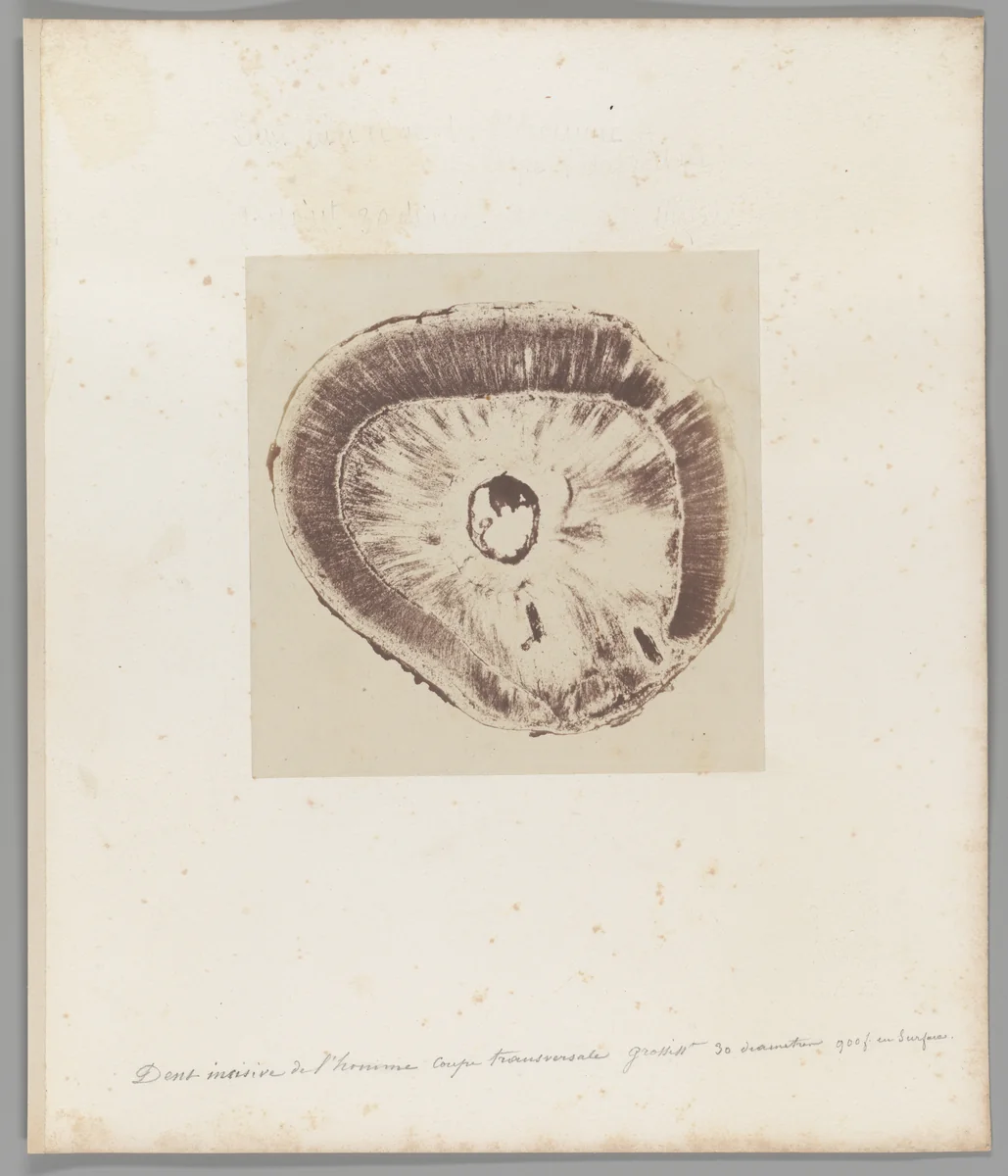 [Untitled] by Auguste-Adolphe Bertsch, photograph, 1853-1857