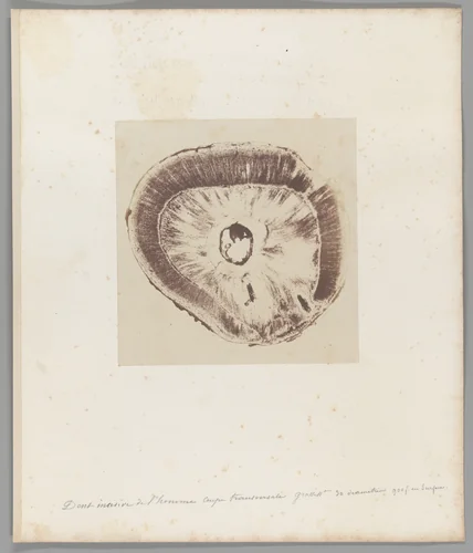 [Untitled] by Auguste-Adolphe Bertsch, photograph, 1853-1857