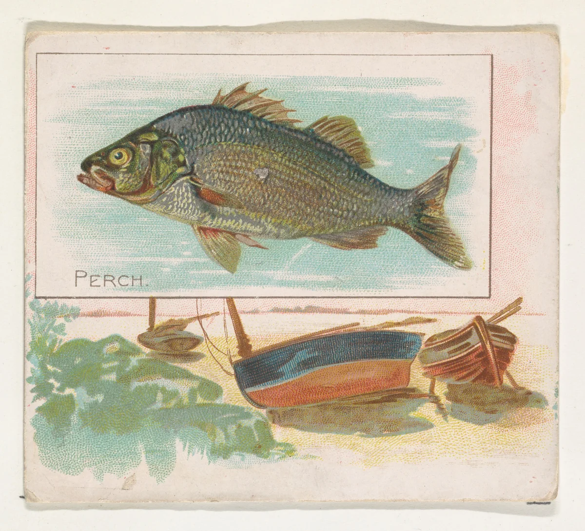 Perch, from Fish from American Waters series (N39) for Allen & Ginter Cigarettes by Allen & Ginter, print, 1889