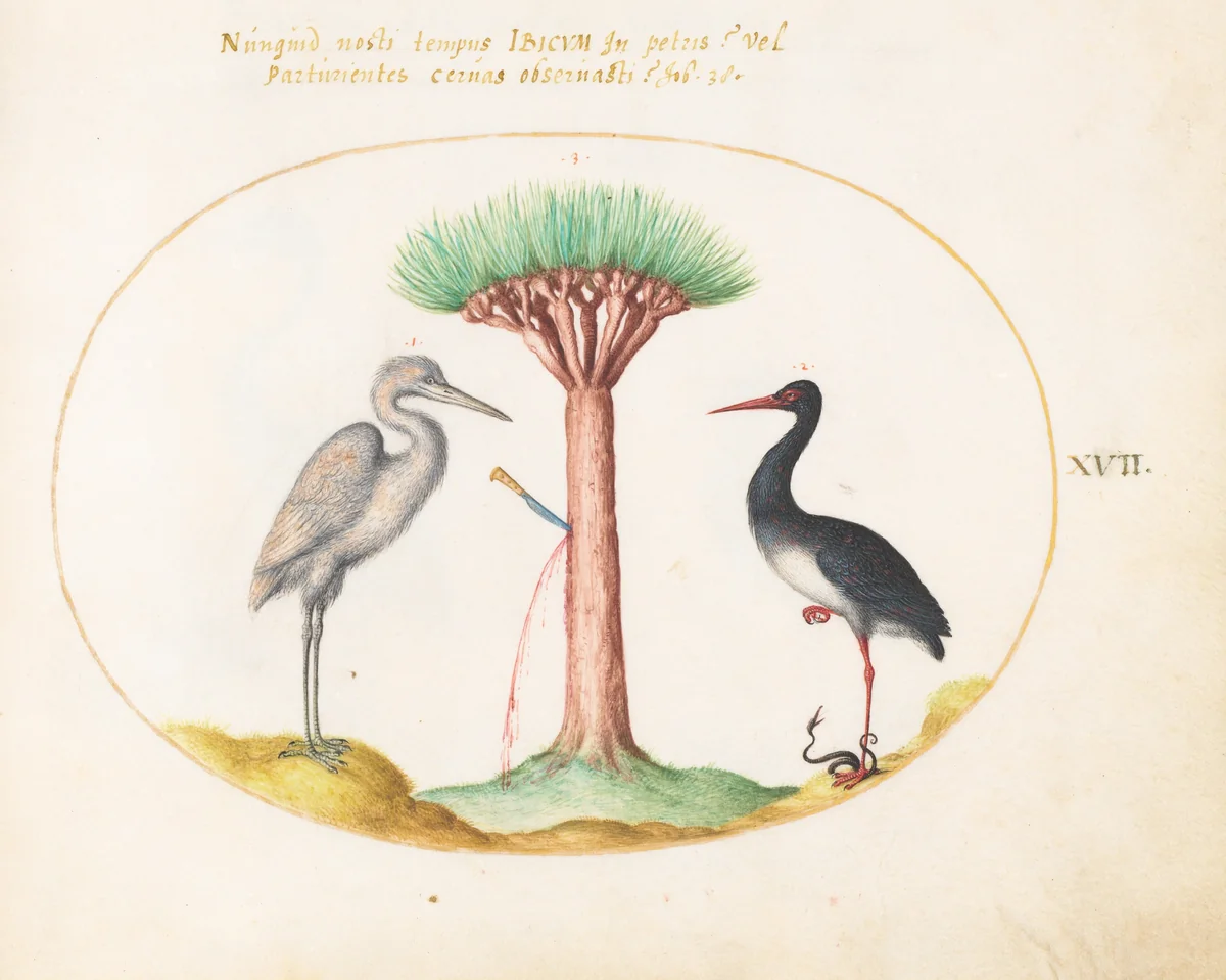 Plate 17: White Heron(?) and Black Stork Killing a Snake with a Dragon's Blood Tree by Joris Hoefnagel, drawing, 1570-1599