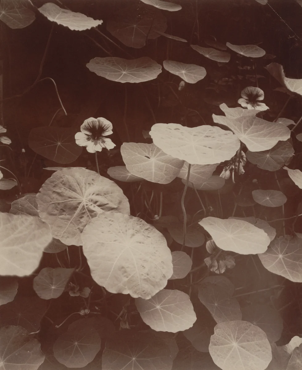 Capucines by Eugène Atget, photograph, 1921