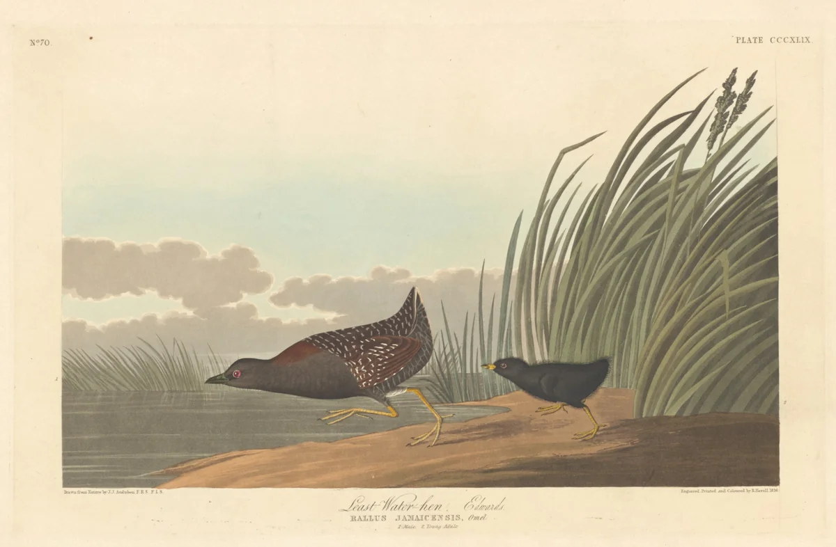 Least Water-hen by Robert Havell, Jr.; John James Audubon, print, 1836