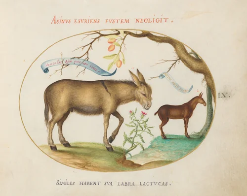 Plate 9: A Donkey and a Mule by Joris Hoefnagel, drawing, 1570-1599