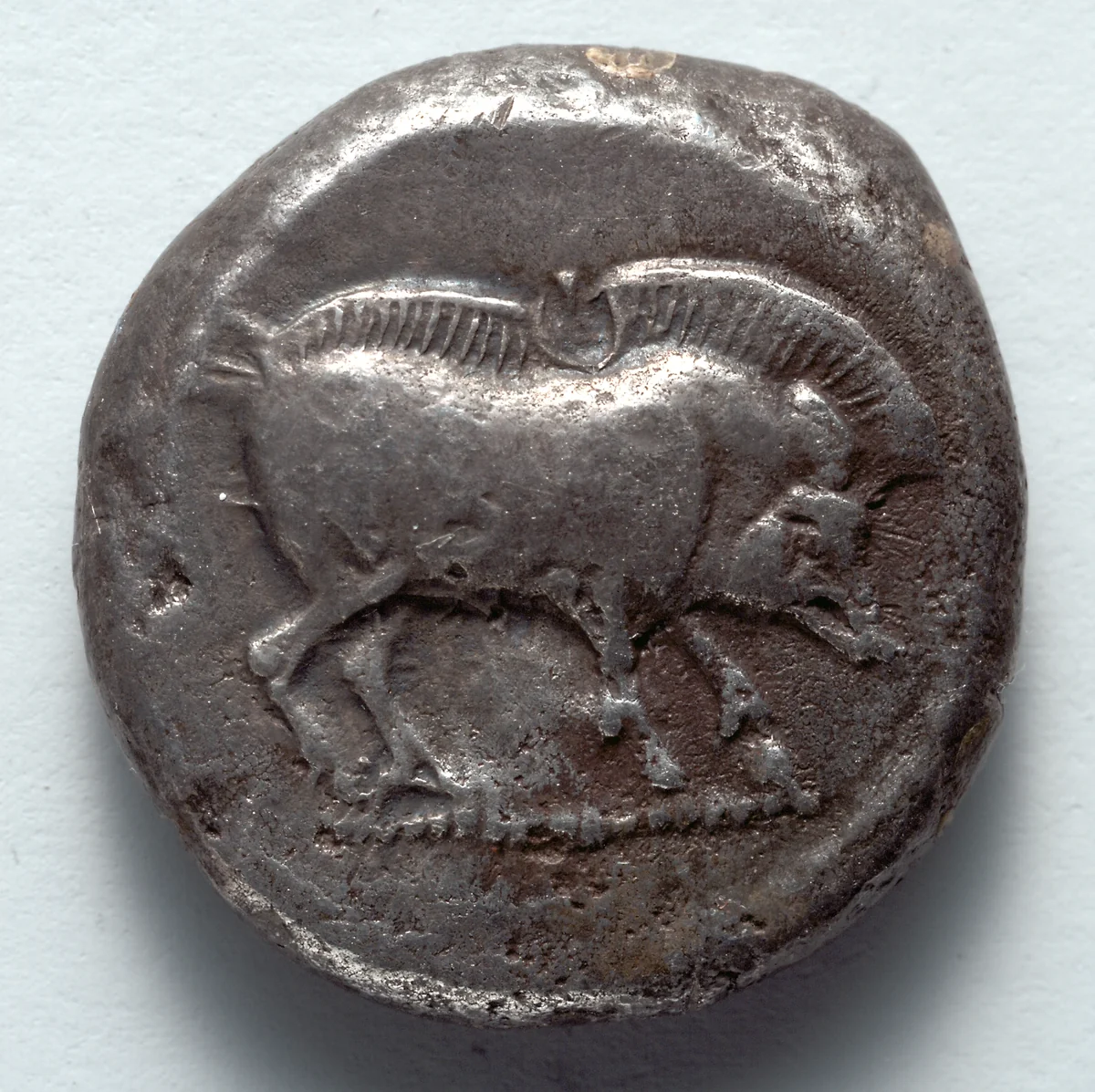 Stater: Boar (obverse) by Unknown, metalwork, -500--460