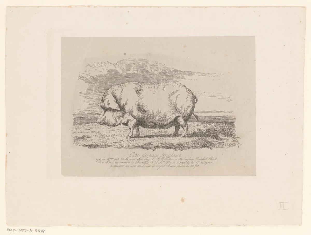 Staand varken by Edmond Tschaggeny, print, 1850-1873