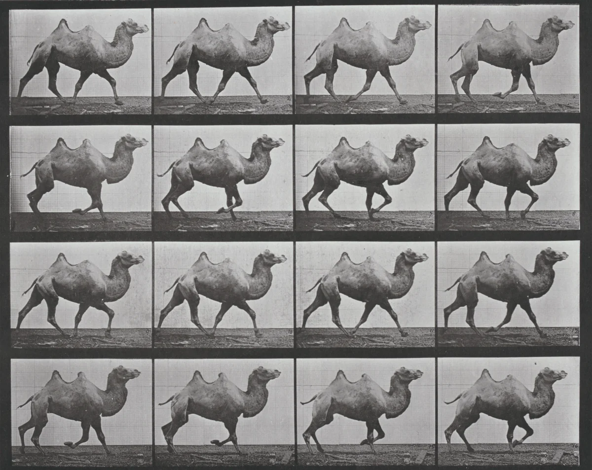 Plate Number 738. Bactrian camel walking by Eadweard Muybridge, photograph, 1887