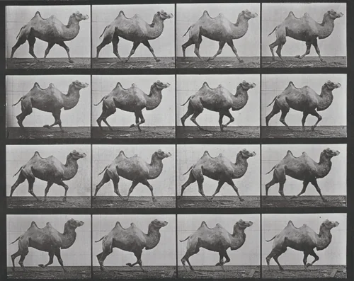 Plate Number 738. Bactrian camel walking by Eadweard Muybridge, photograph, 1887