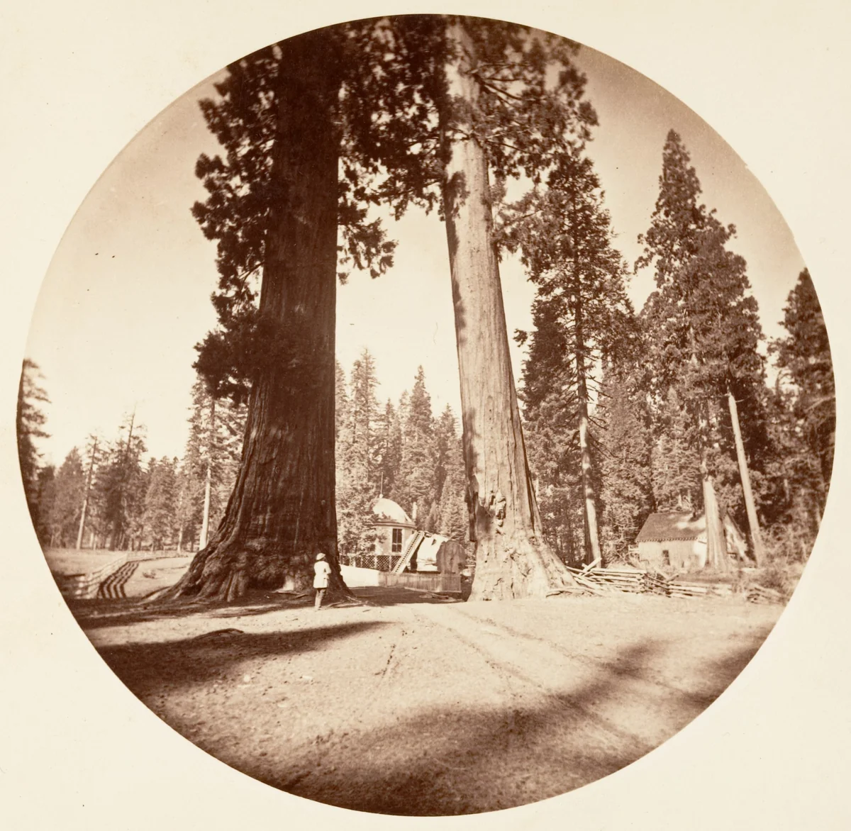 The Sentinels - Calaveras Grove by Carleton E. Watkins, photograph, 1876-1880