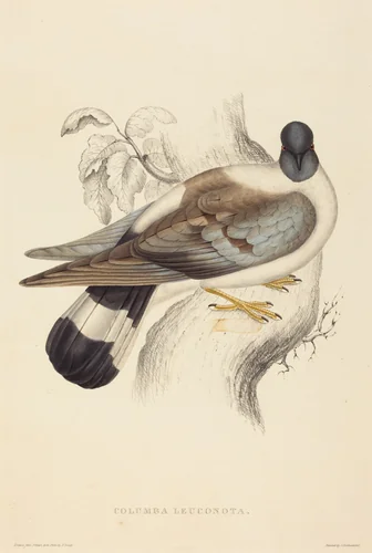 Columba Leuconota (Snow Pigeon) by Elizabeth Gould, print, 1804-1841