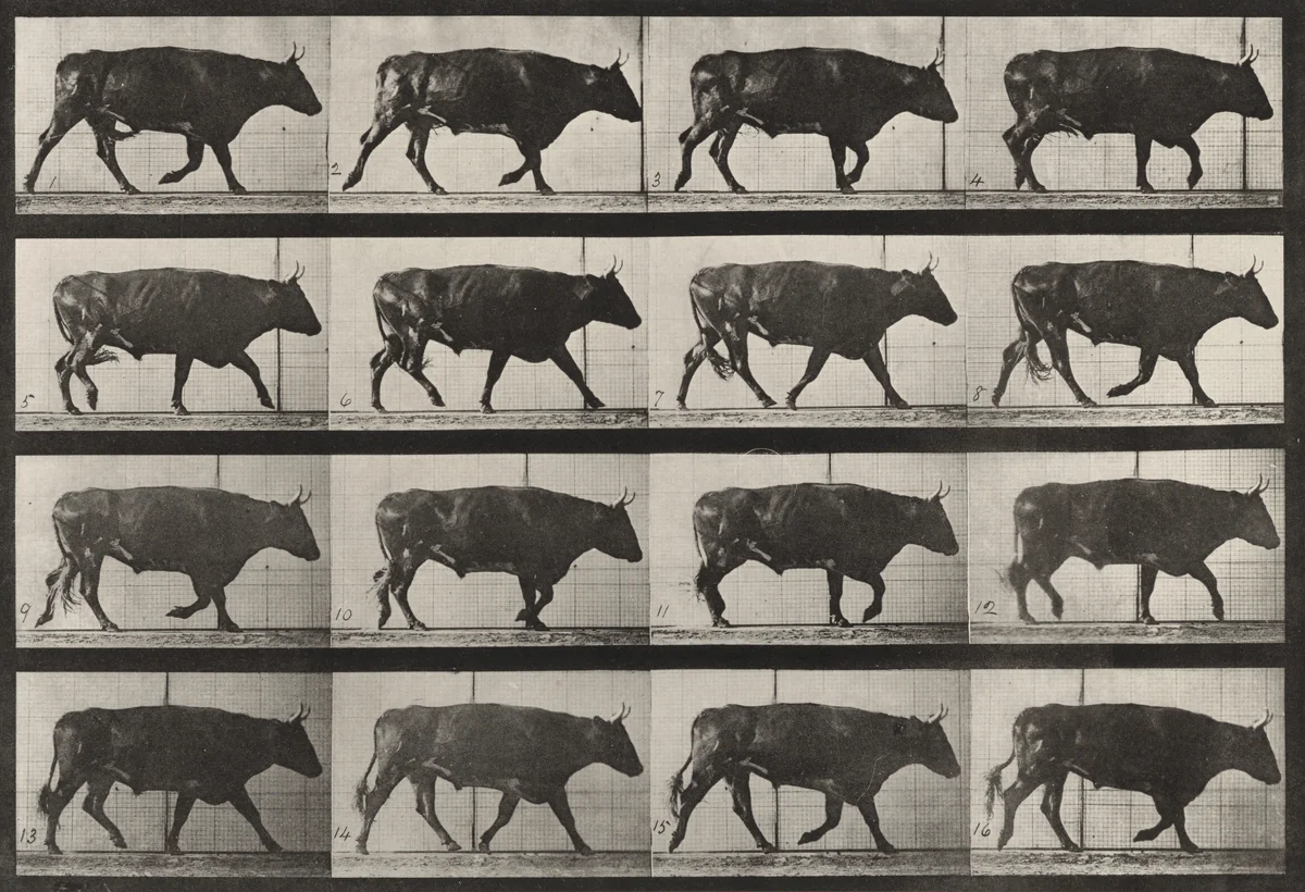 Plate Number 672. Ox; trotting by Eadweard Muybridge, photograph, 1887