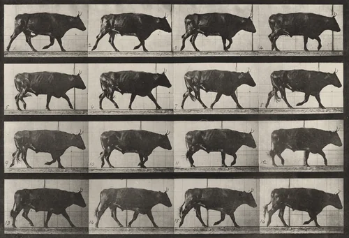 Plate Number 672. Ox; trotting by Eadweard Muybridge, photograph, 1887