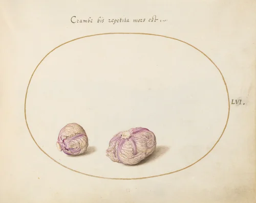 Plate 56: Two Heads of Cabbage by Joris Hoefnagel, drawing, 1570-1599