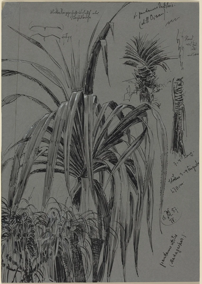 Studies of Screwpines from Madagascar by Max Seliger, drawing, 1887