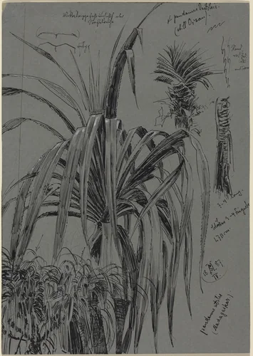 Studies of Screwpines from Madagascar by Max Seliger, drawing, 1887