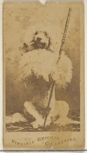 From the Dogs series (N47) for Virginia Brights Cigarettes by Allen & Ginter, photograph, 1887-1891