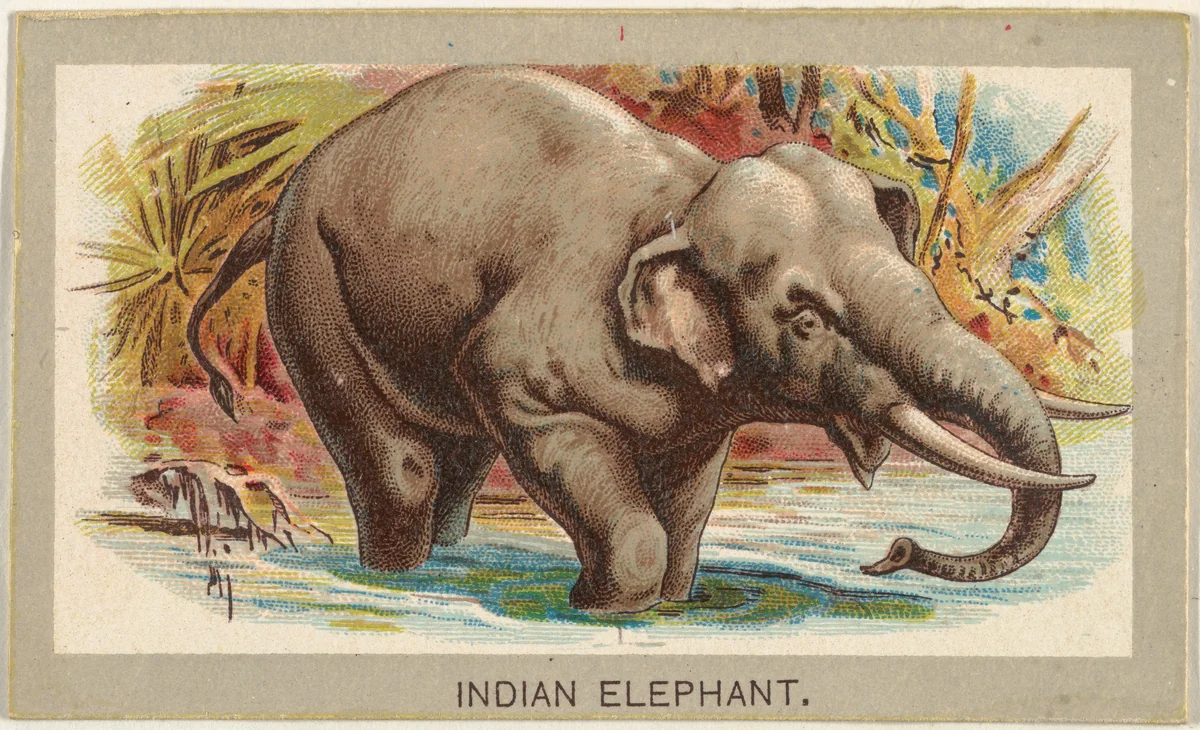Indian Elephant, from the Animals of the World series (T180), issued by Abdul Cigarettes by Abdul Cigarettes, print, 1881