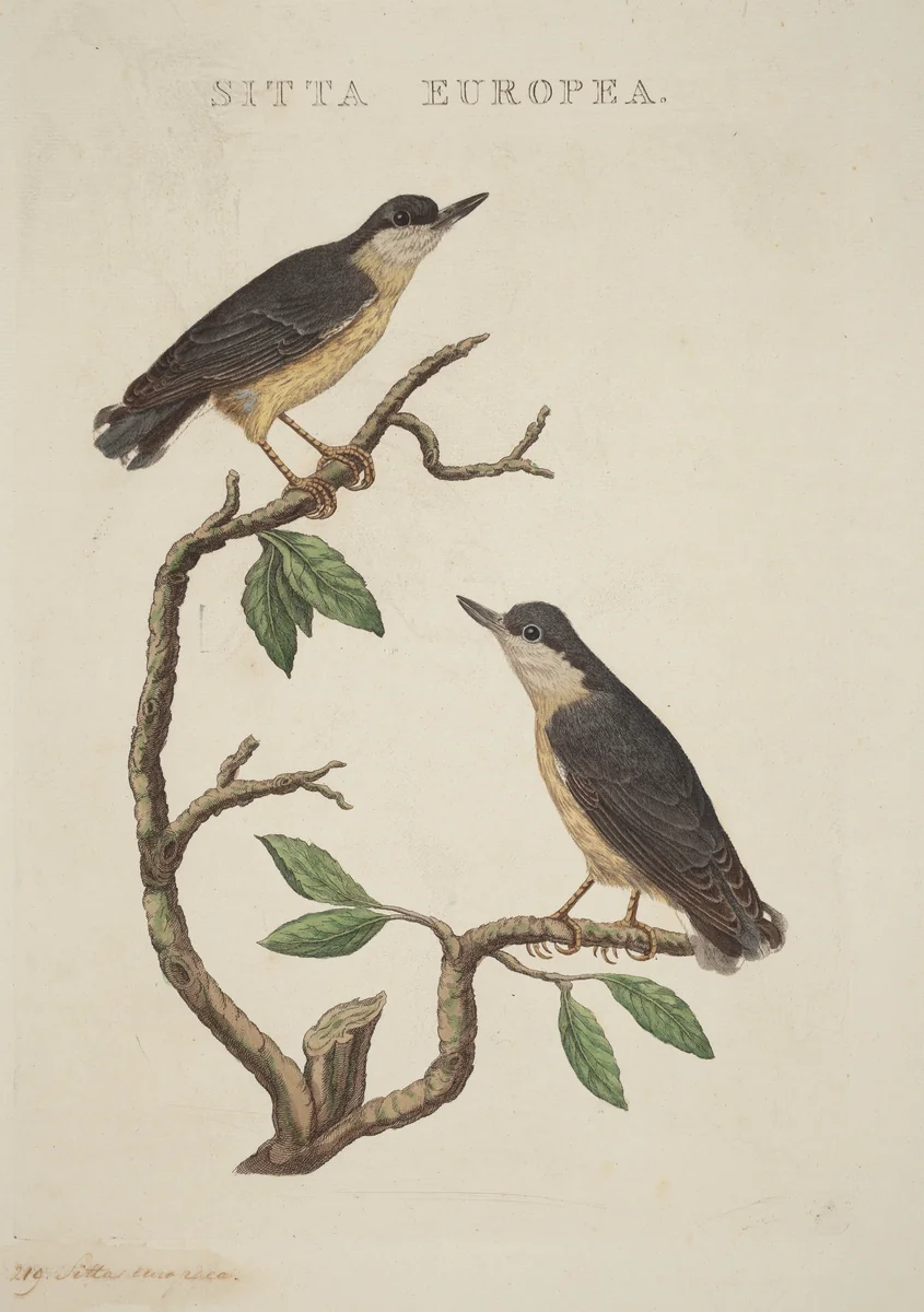 Sitta europea by American 19th Century, print, 1800-1899