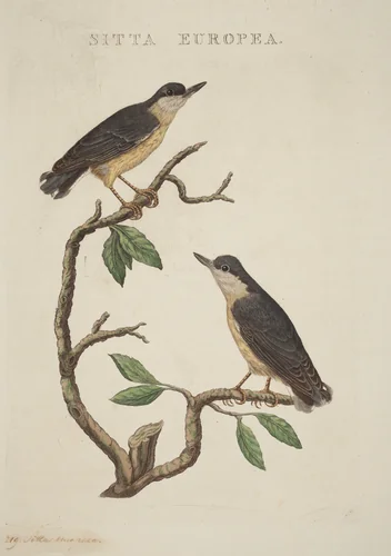 Sitta europea by American 19th Century, print, 1800-1899