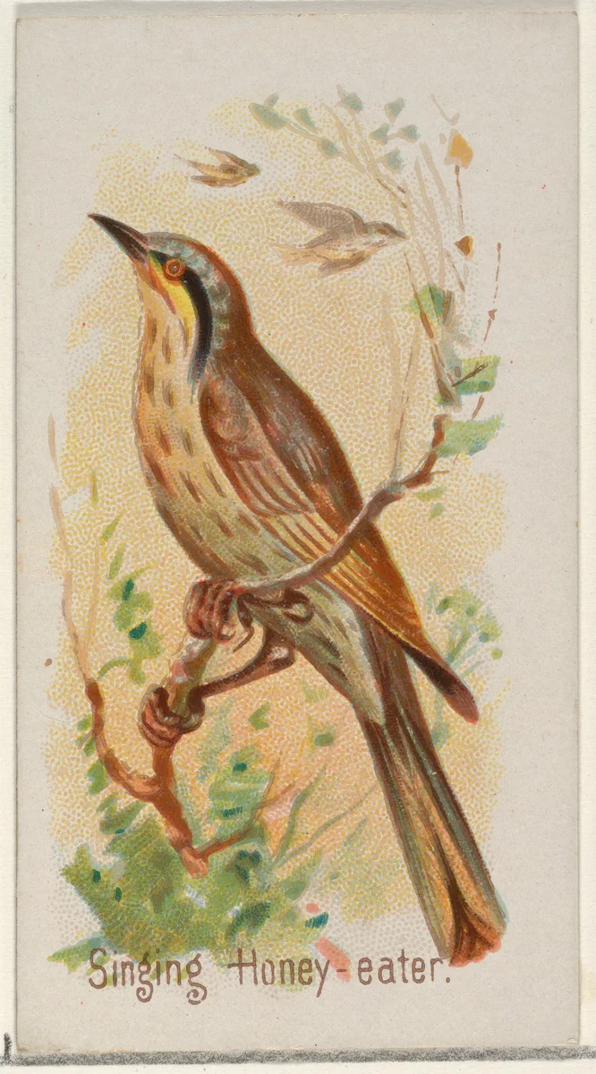 Singing Honey-eater, from the Song Birds of the World series (N23) for Allen & Ginter Cigarettes by Allen & Ginter, print, 1890