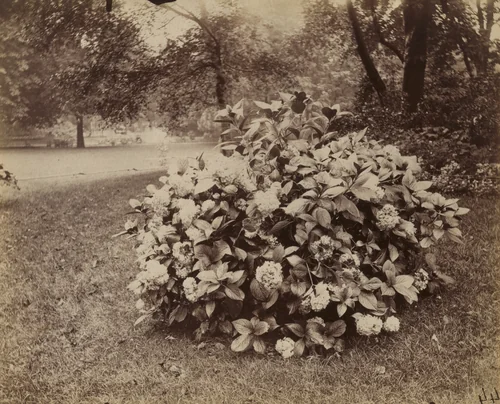 Hortensia by Eugène Atget, photograph, 1900