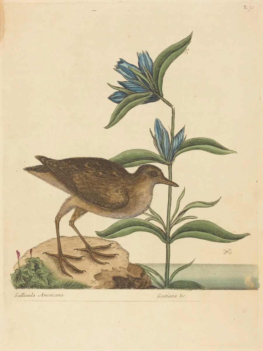 The Soree (Rallus Virginianus) by Mark Catesby, print, 1731-1743