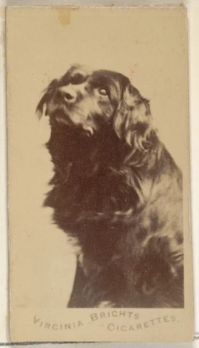 From the Dogs series (N47) for Virginia Brights Cigarettes by Allen & Ginter, photograph, 1887-1891
