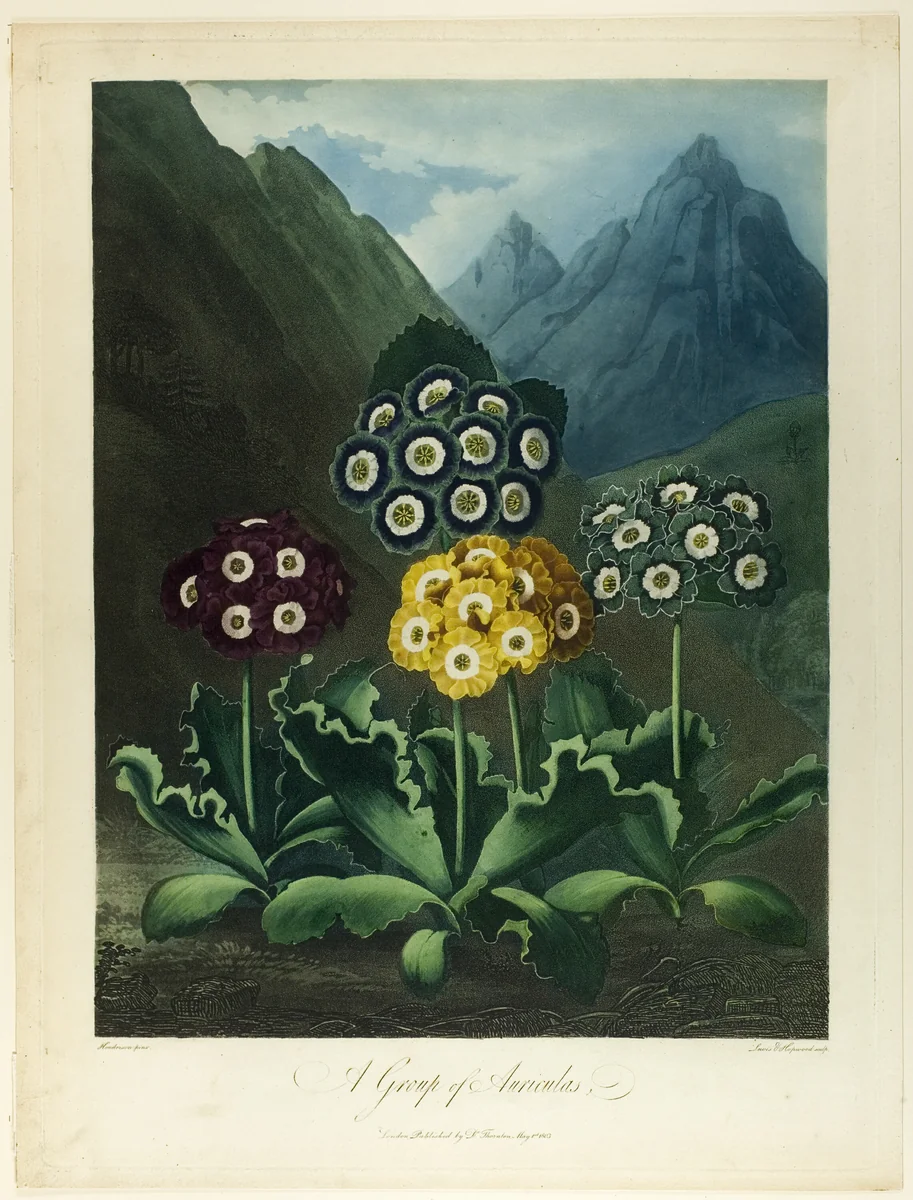 A Group of Auriculas, from The Temple of Flora by Frederick Christian Lewis
James Hopwood
Peter Charles Henderson
Robert John Thornton, print, 1803