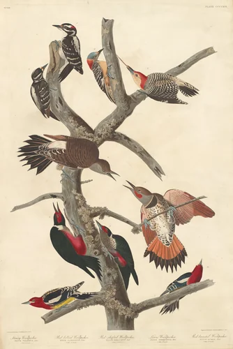 Hairy Woodpecker by Robert Havell, Jr.; John James Audubon, print, 1838