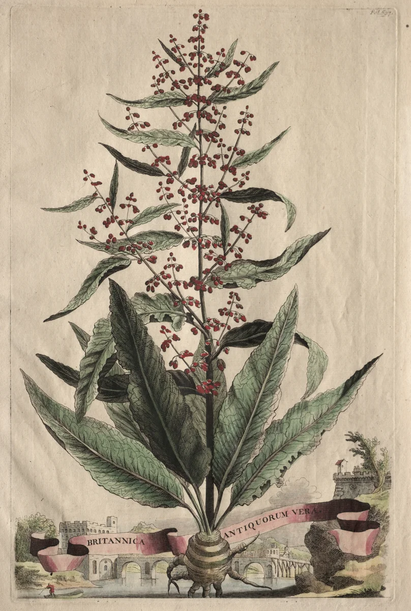 Phytographia Curiosa: Britannica Antiquorum Vera by Abraham Munting, print, 1651-1683