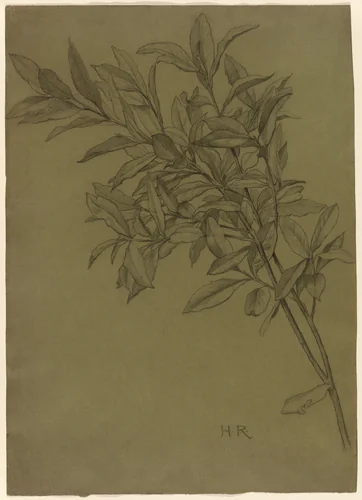 Study of Bay Leaves by Henry Ryland, drawing, 1870-1898