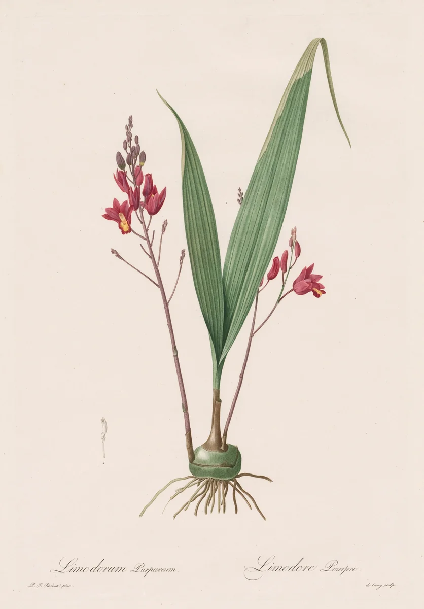 Les Liliacées: Limodorum purpureum by Pierre-Joseph Redouté, print, 1802-1816