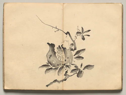Pomegranate from Ōkyo Picture Book by Maruyama Ōkyo (円山応挙), book, 1850