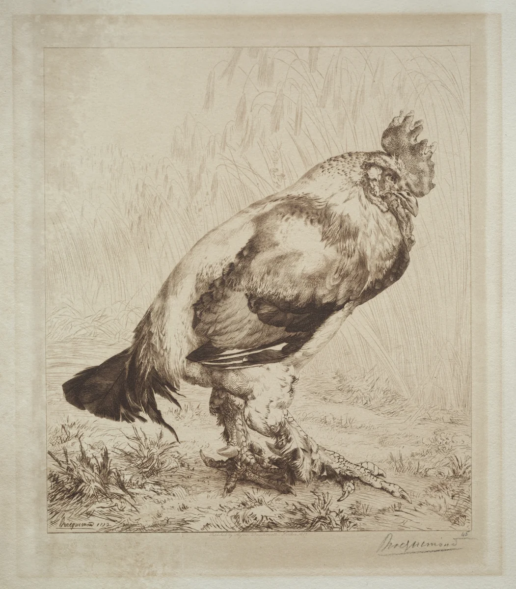 The Old Cock by Félix Bracquemond, print, 1882