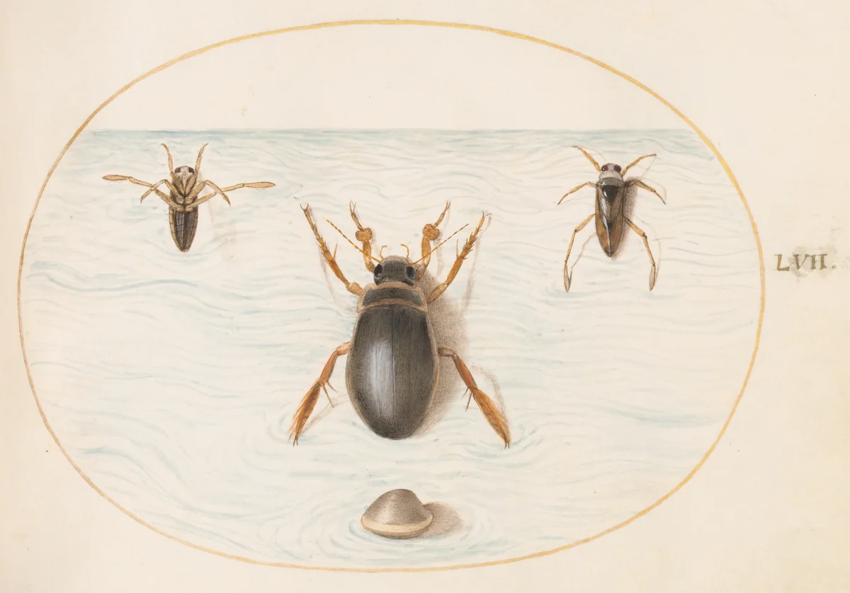 Plate 57: A Diving Beetle and Two Views of a Backswimmer by Joris Hoefnagel, drawing, 1570-1599