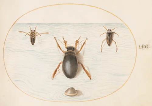 Plate 57: A Diving Beetle and Two Views of a Backswimmer by Joris Hoefnagel, drawing, 1570-1599