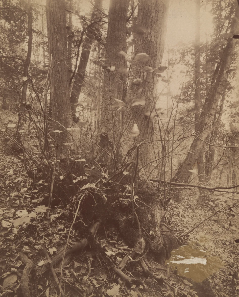 Parc de Saint-Cloud by Eugène Atget, photograph, 1906