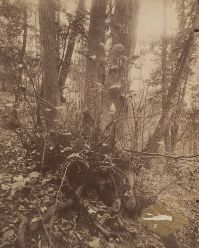 Parc de Saint-Cloud by Eugène Atget, photograph, 1906
