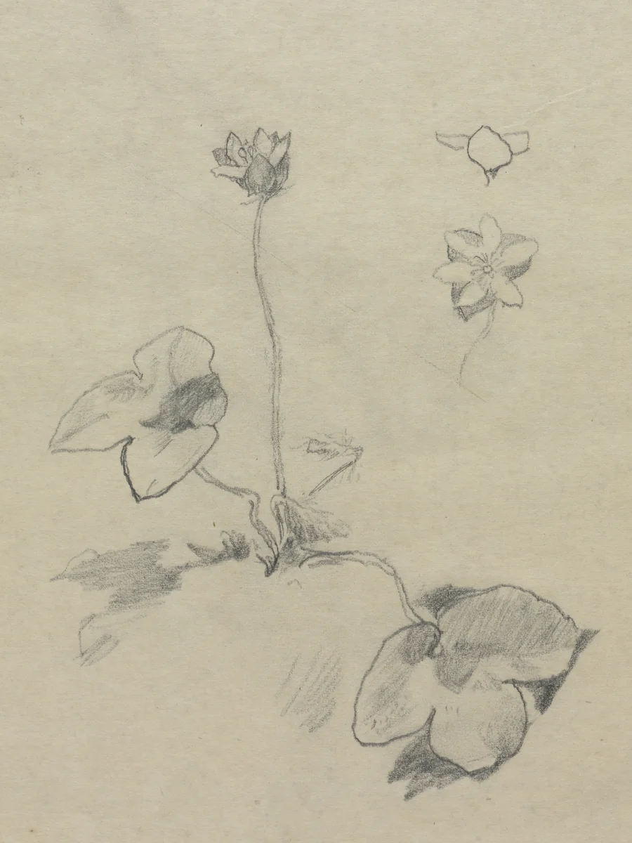 Anemone by John La Farge, drawing, 1845-1910