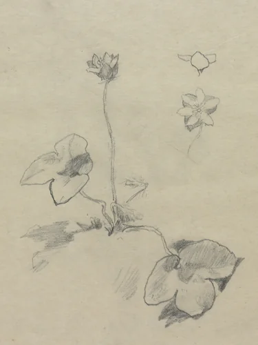 Anemone by John La Farge, drawing, 1845-1910