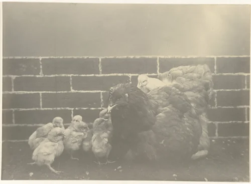 Kip met kuikens by Richard Tepe, photograph, 1900-1940
