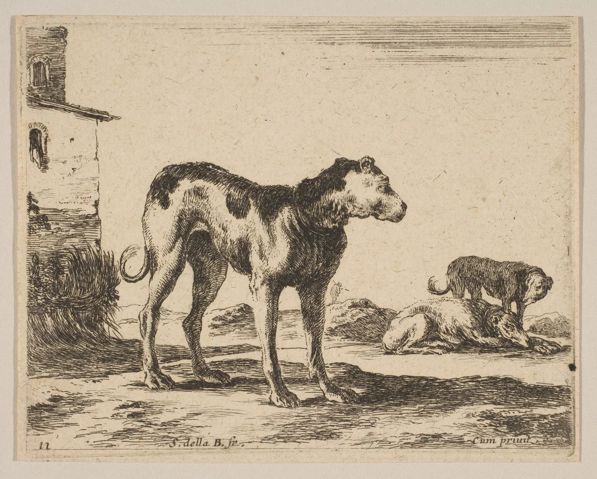 Plate 11: Dogs, from "Various animals" (Diversi animali) by Stefano della Bella, print, 1636-1646