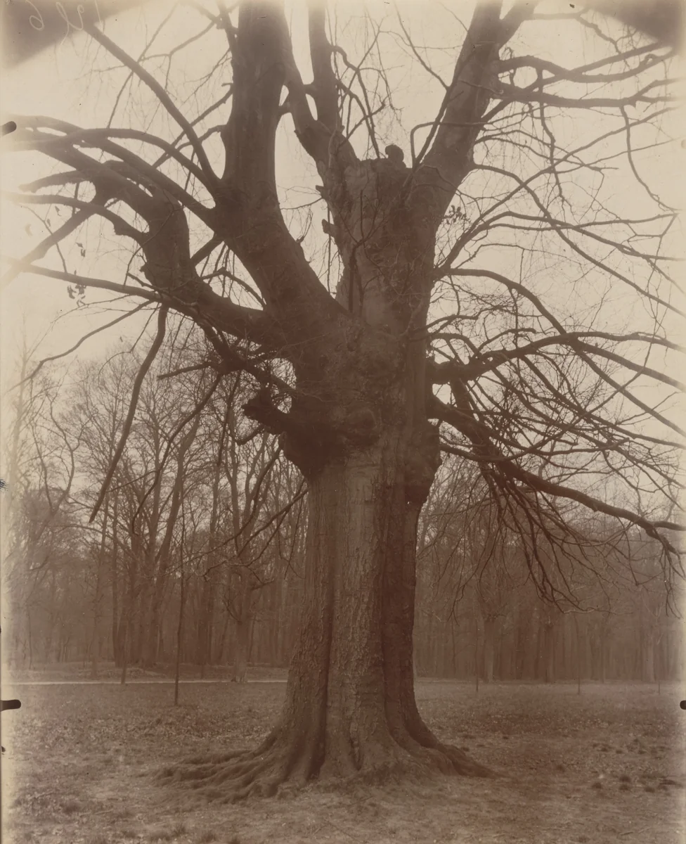 Saint-Cloud by Eugène Atget, photograph, 1926