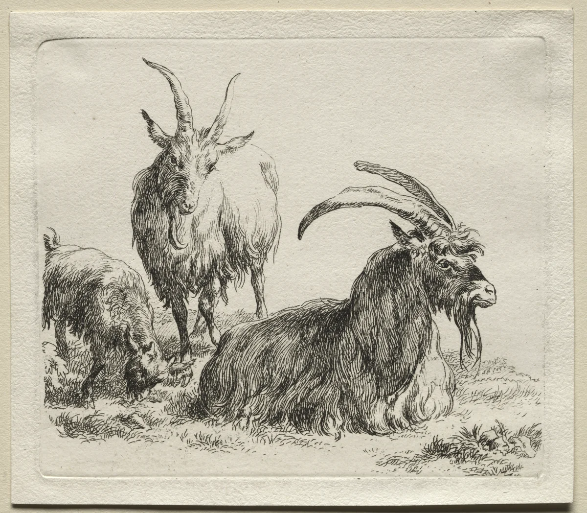 Animalia: Three Goats by Nicolaes Berchem, print, 1635-1683