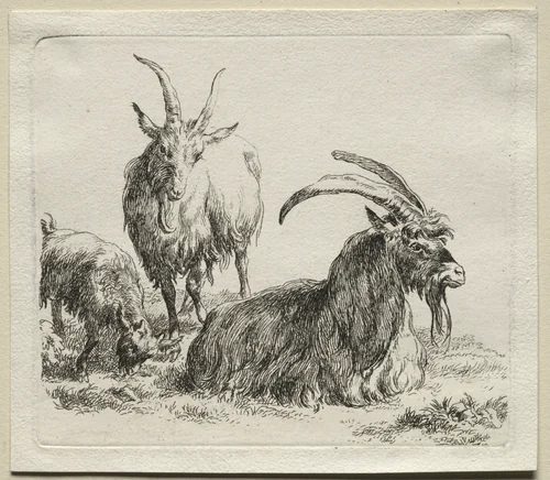 Animalia: Three Goats by Nicolaes Berchem, print, 1635-1683