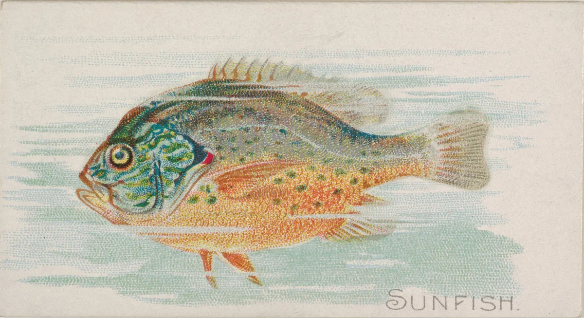 Sunfish, from the Fish from American Waters series (N8) for Allen & Ginter Cigarettes Brands by Allen & Ginter, print, 1889