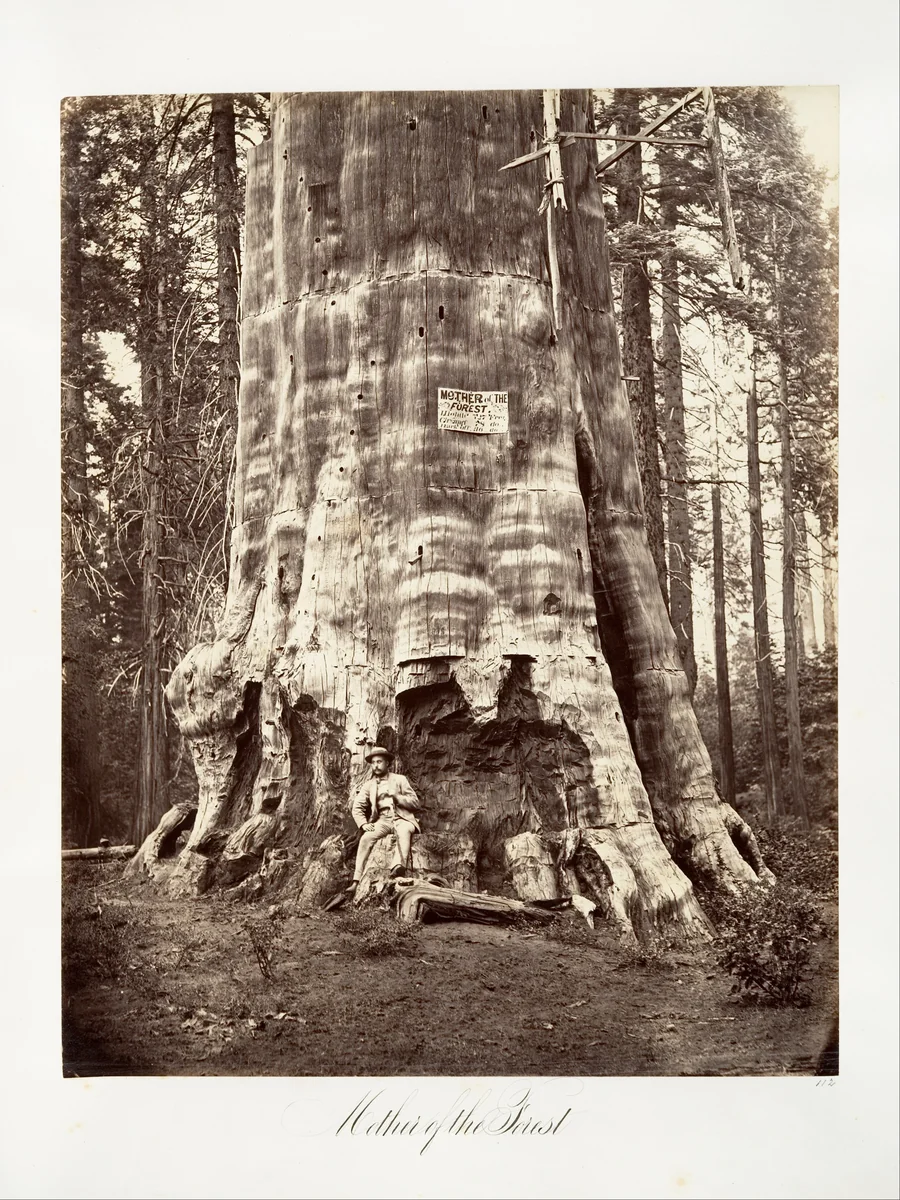 Mother of the Forest by Carleton E. Watkins, photograph, 1865-1866