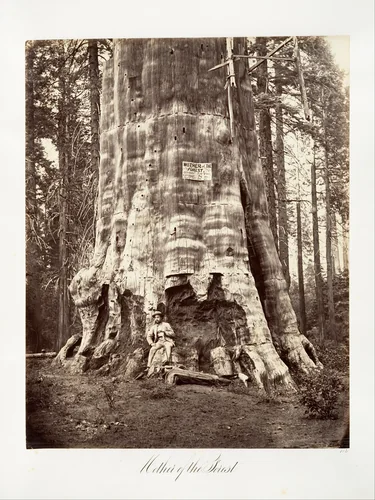 Mother of the Forest by Carleton E. Watkins, photograph, 1865-1866