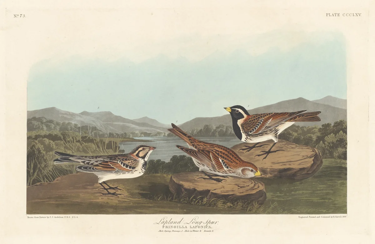 Lapland Longspur by Robert Havell, Jr.; John James Audubon, print, 1837