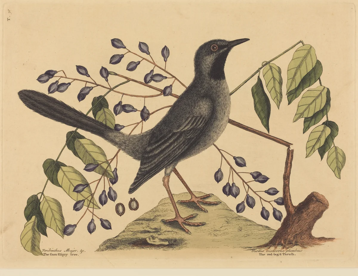 The Red Legged Thrush (Turdus plumbeus) by Mark Catesby, print, 1731-1743